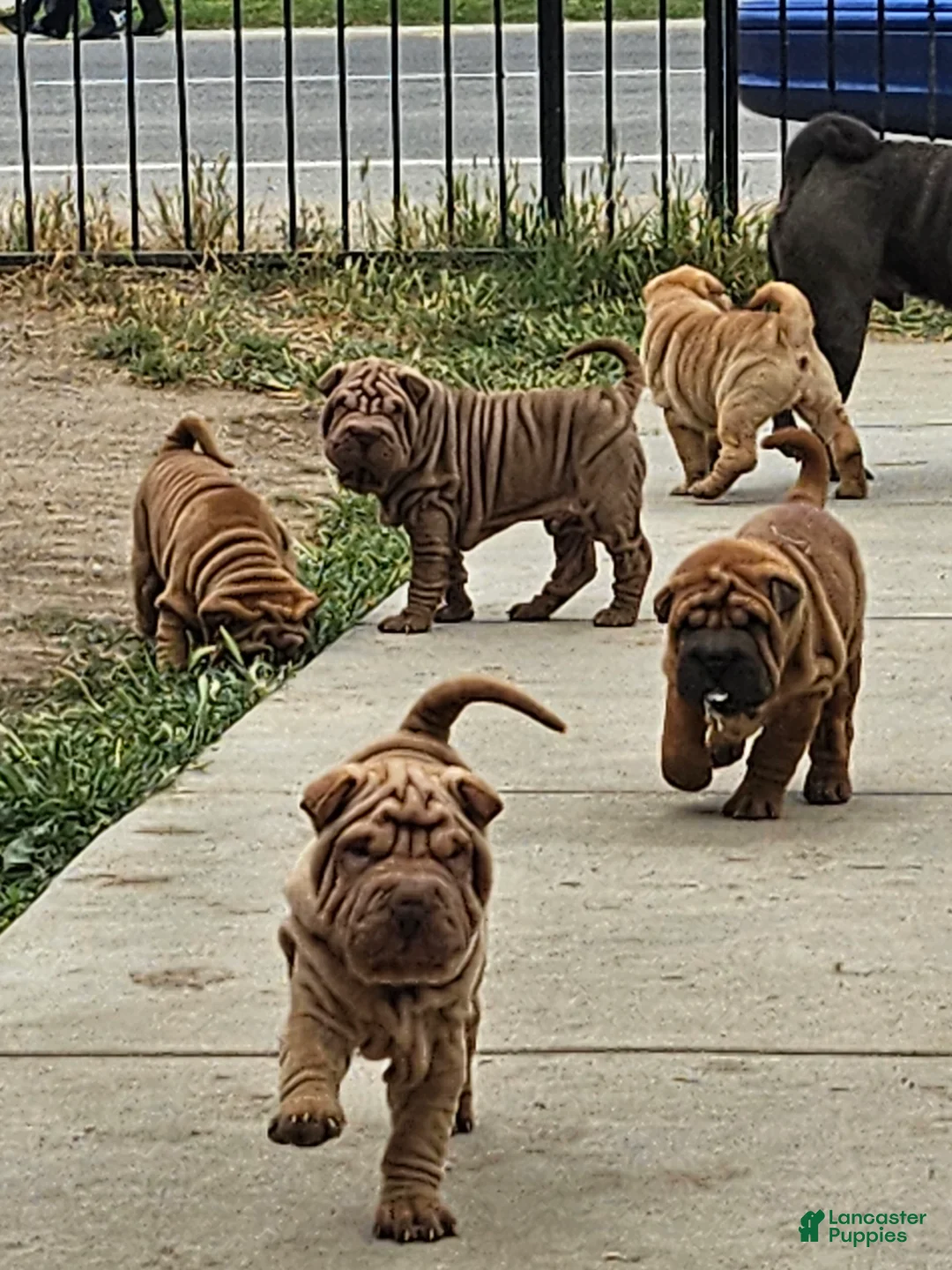 Shar Pei dogs for sale: Shar Pei Puppy 1 - Ad 1