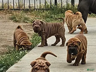 Shar Pei dogs for sale: Shar Pei Puppy 1 - Ad 1