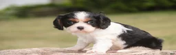 Cavalier King Charles Spaniel dogs for sale: Percy Cavalier King Charles Spaniel  - Ad 6