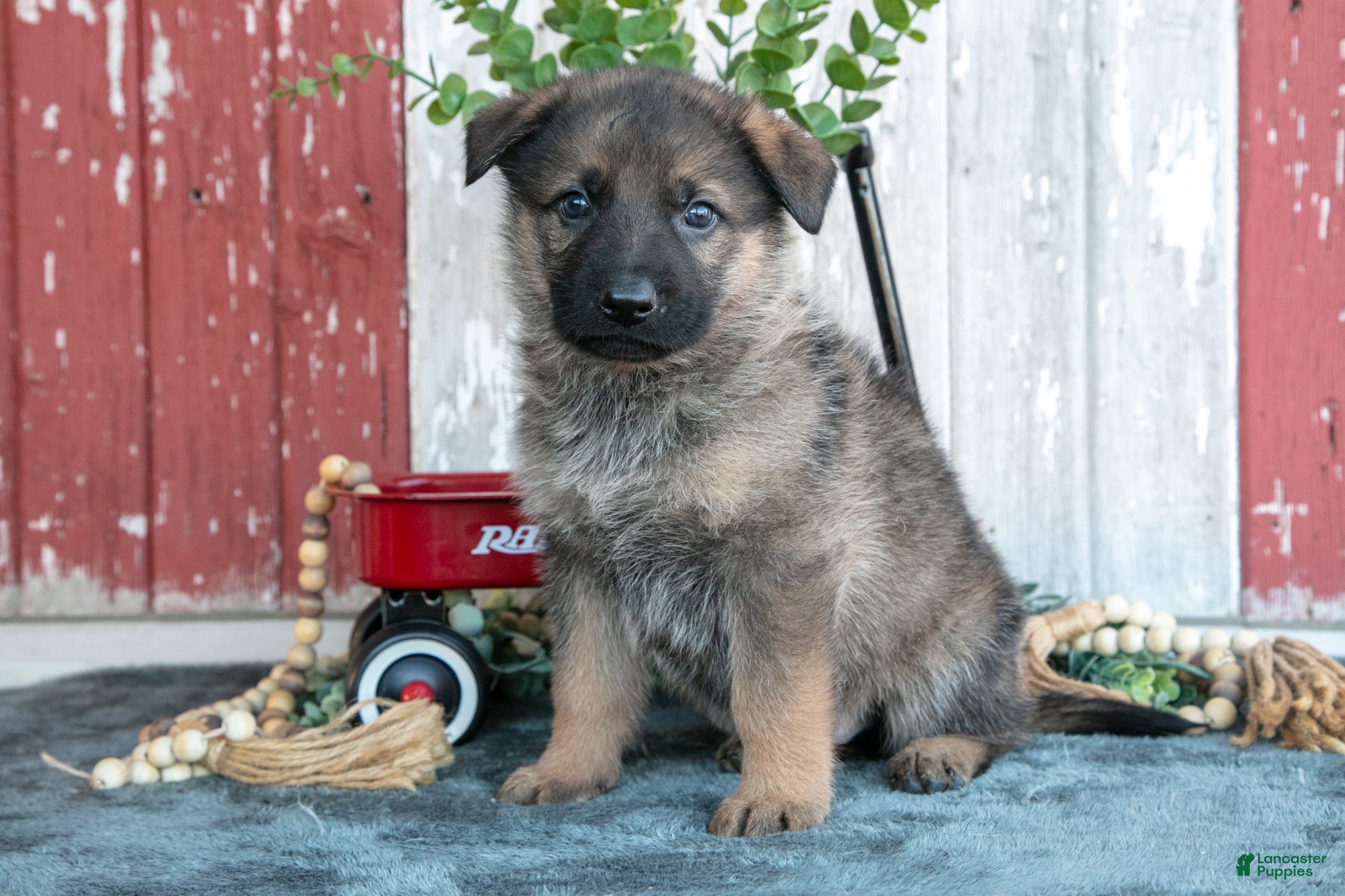German Shepherd dogs for sale: Kent - Ad 1