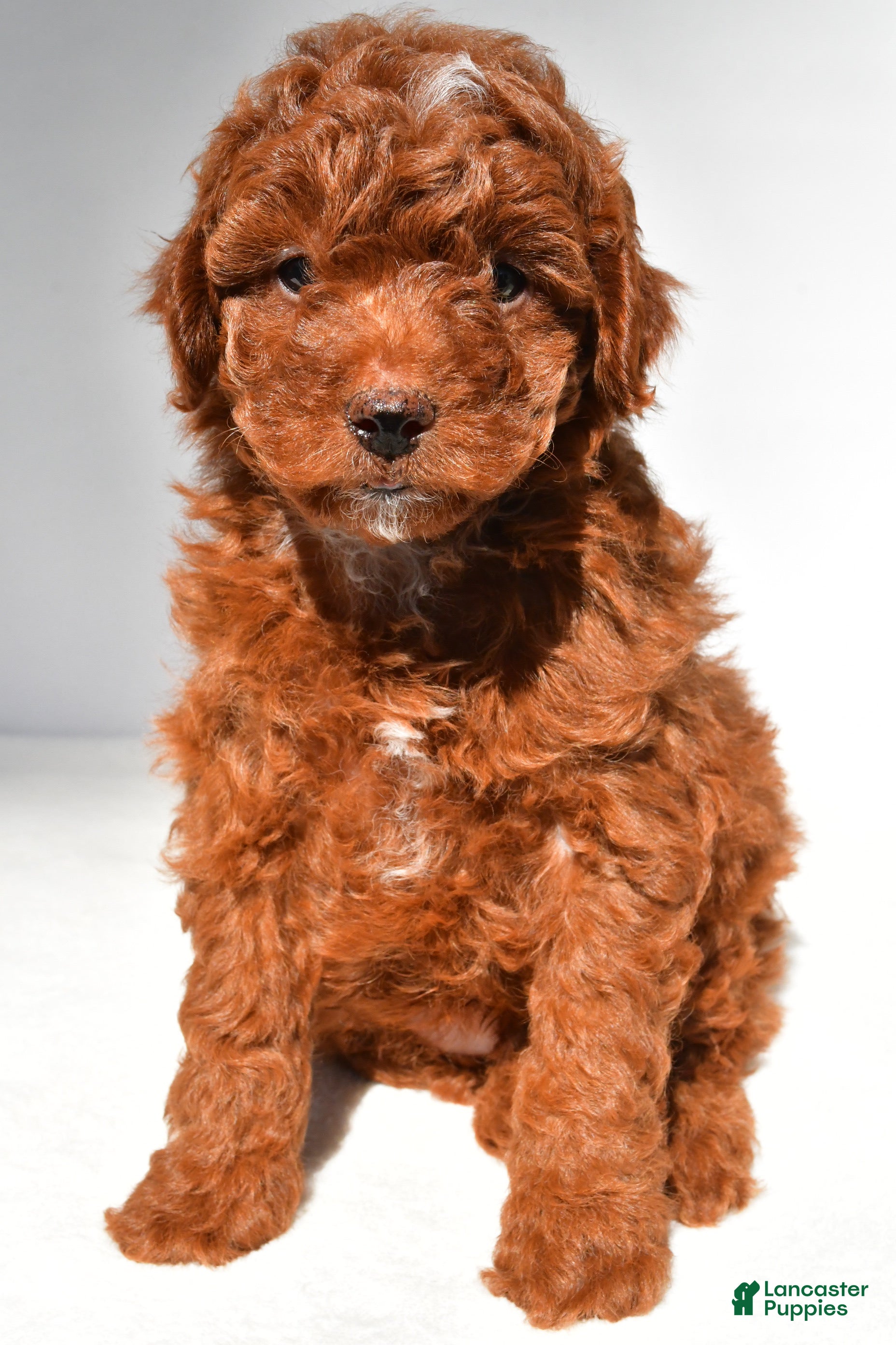 Miniature Poodle dogs Cooper - Ad 1