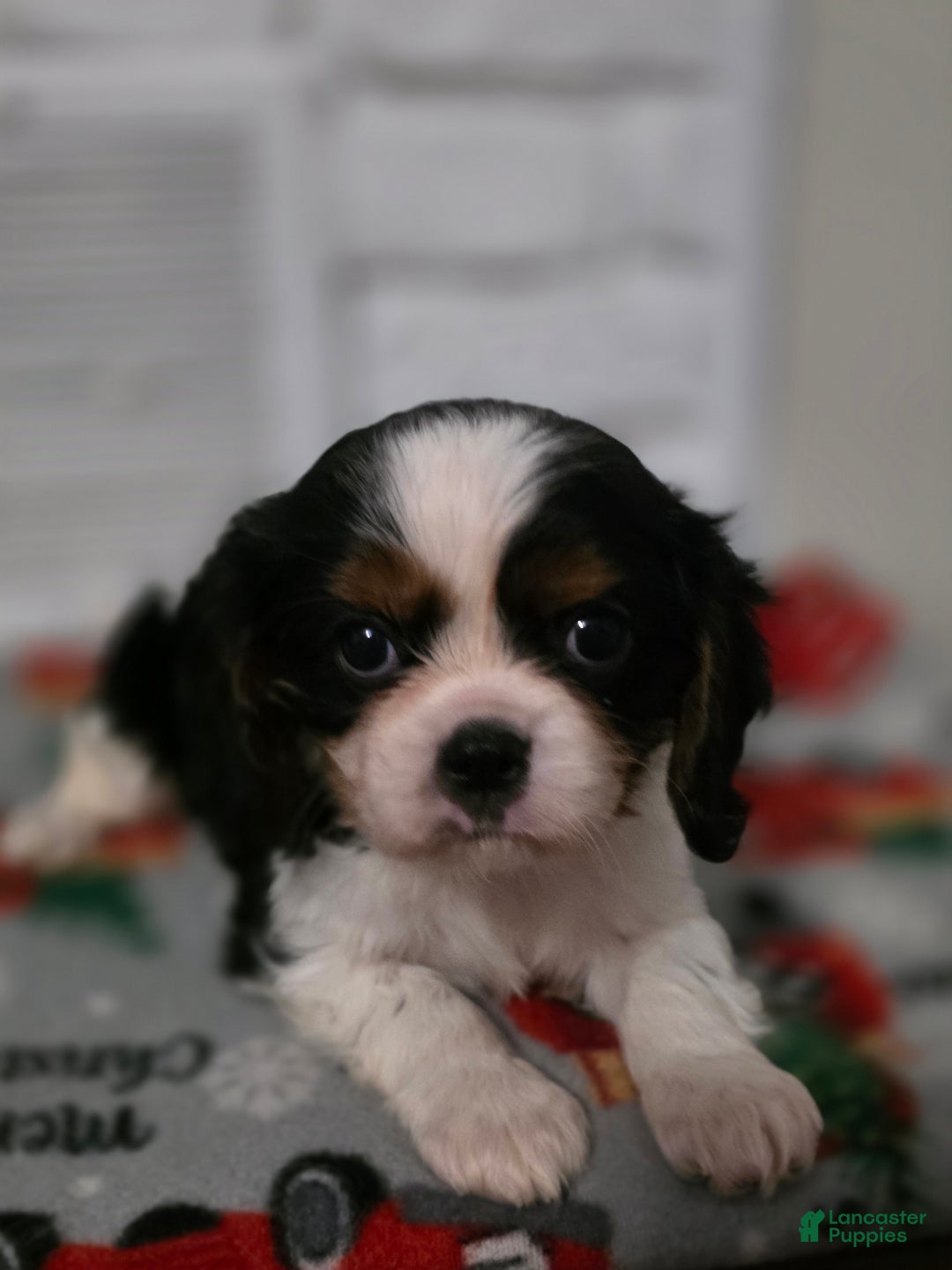 Cavalier King Charles Spaniel dogs for sale: Cavalier King Charles Spaniel Puppy 1 - Ad 1