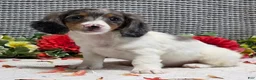Miniature Dachshund dogs for sale: Ruthie - Ad 3