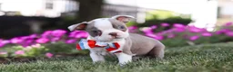Boston Terrier dogs for sale: Bingo - Ad 3