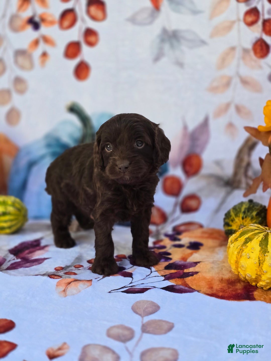 Mixed Breed dogs for sale: Prudence - Ad 23