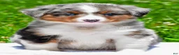 Miniature Australian Shepherd dogs for sale: Fancy - Ad 2