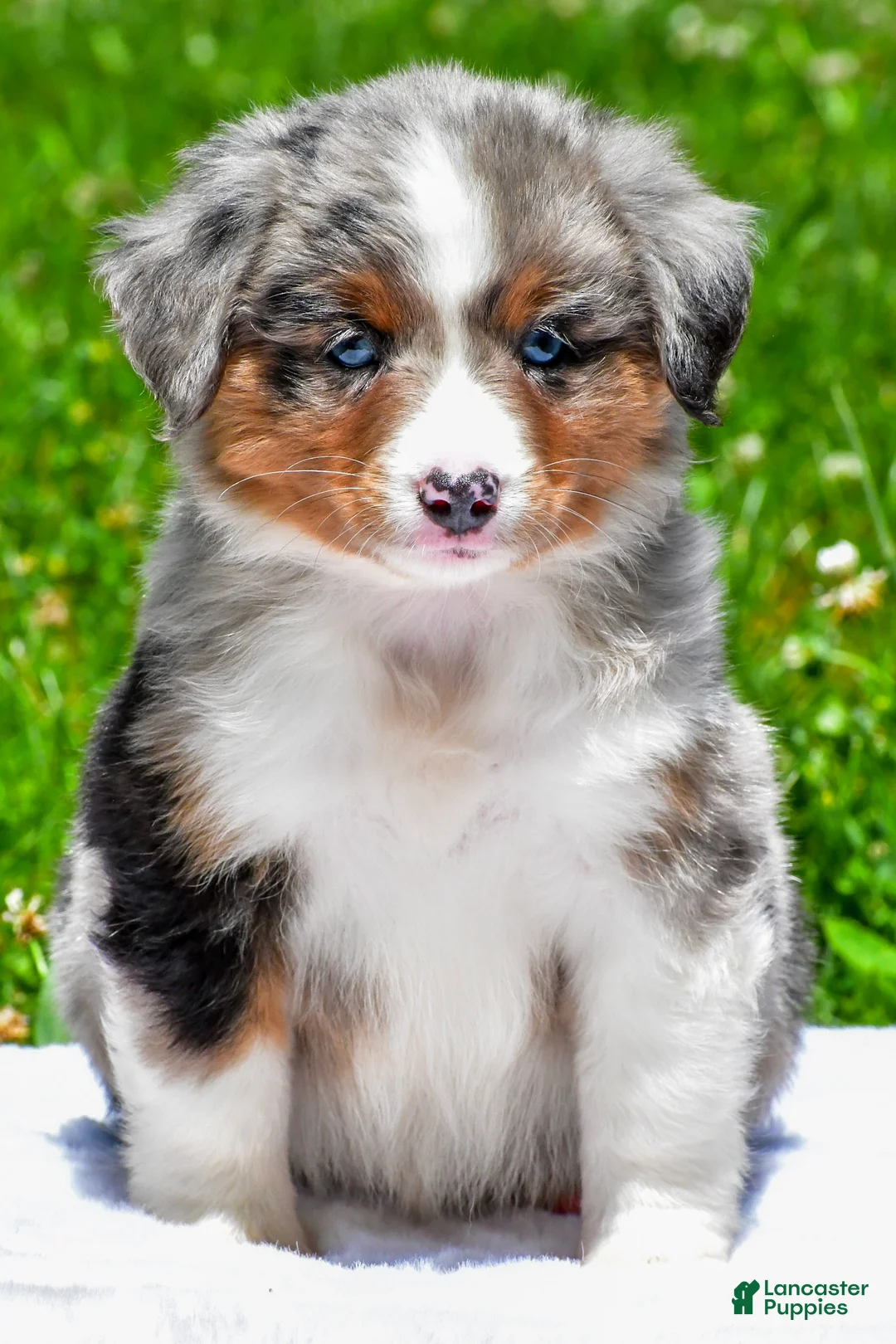 Miniature Australian Shepherd dogs for sale: Fancy - Ad 2