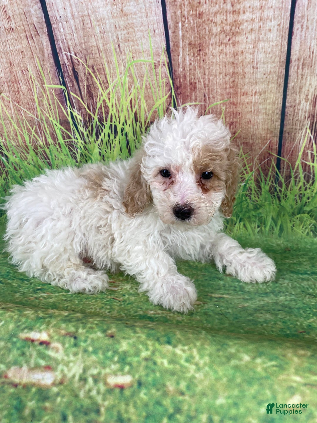Miniature Poodle dogs for sale: Biscuit - Ad 5
