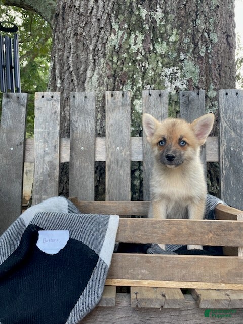 Pomsky dogs Buttons - Ad 2