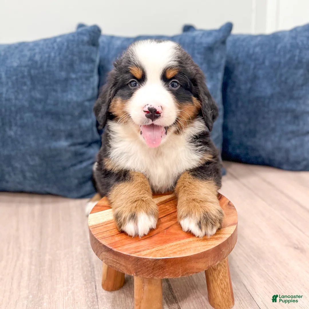 Bernese Mountain Dog dogs for sale: Mason - Ad 2