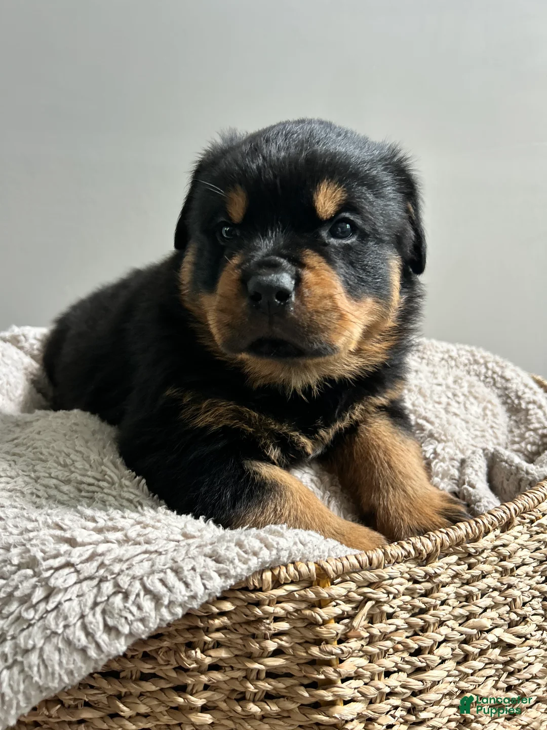 Rottweiler dogs for sale: Rolo - Ad 2