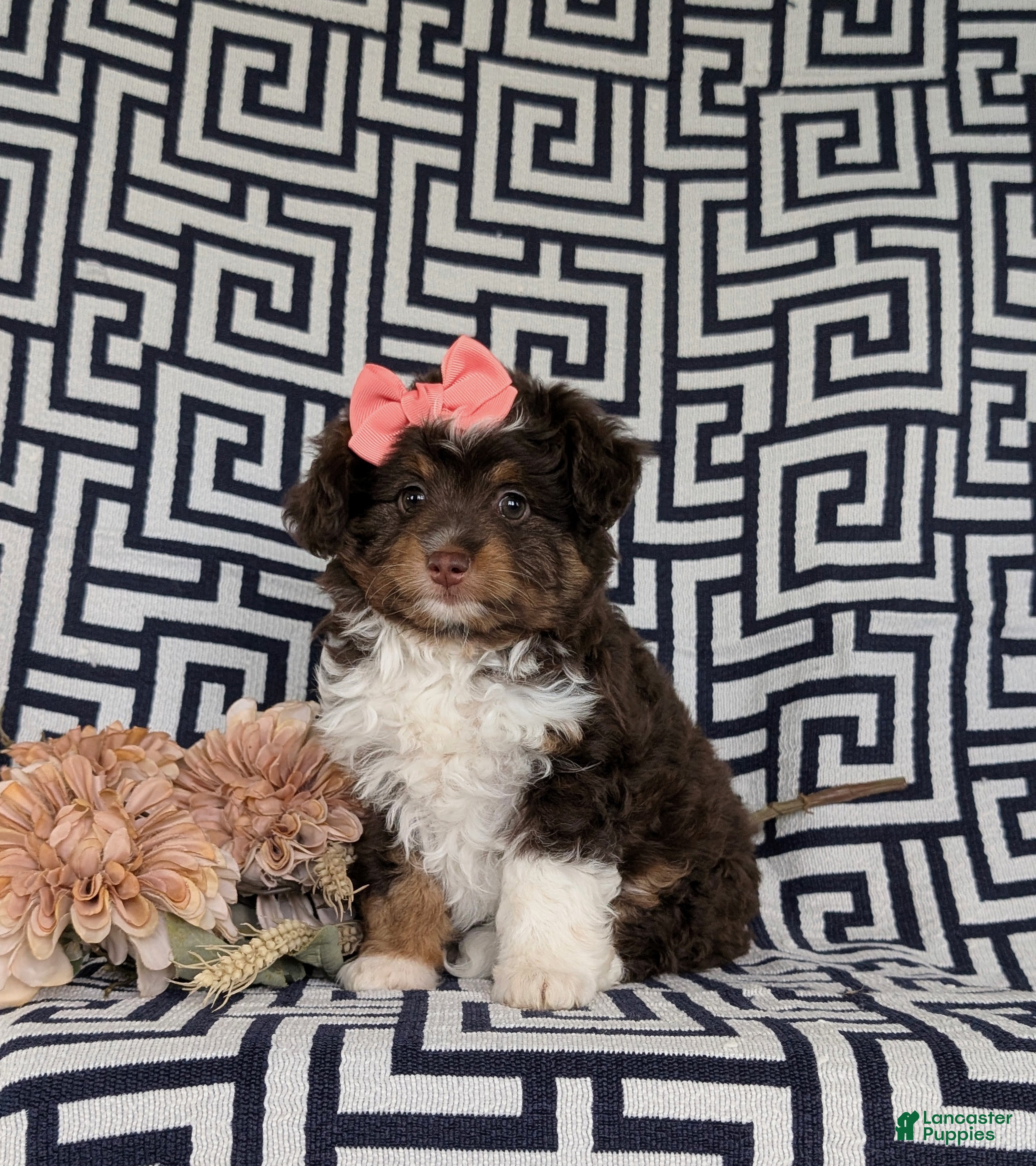 Aussiedoodle dogs Shayleigh Adult weight 16 lbs - Ad 1