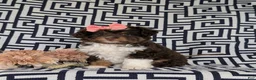 Aussiedoodle dogs for sale: Shayleigh Adult weight 16 lbs - Ad 1