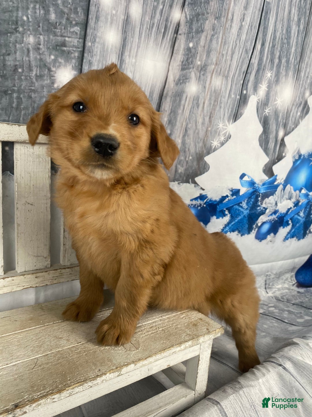 Golden Retriever dogs for sale: Lottie - Ad 3