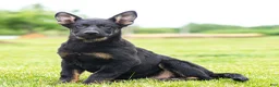German Shepherd dogs for sale: Sebastian German Shepherd Puppy  - Ad 1