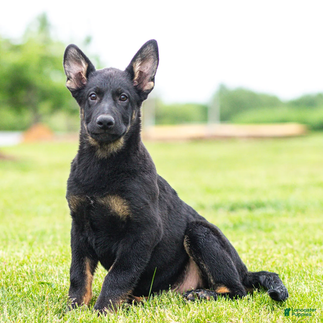 German Shepherd dogs for sale: Sebastian German Shepherd Puppy  - Ad 1