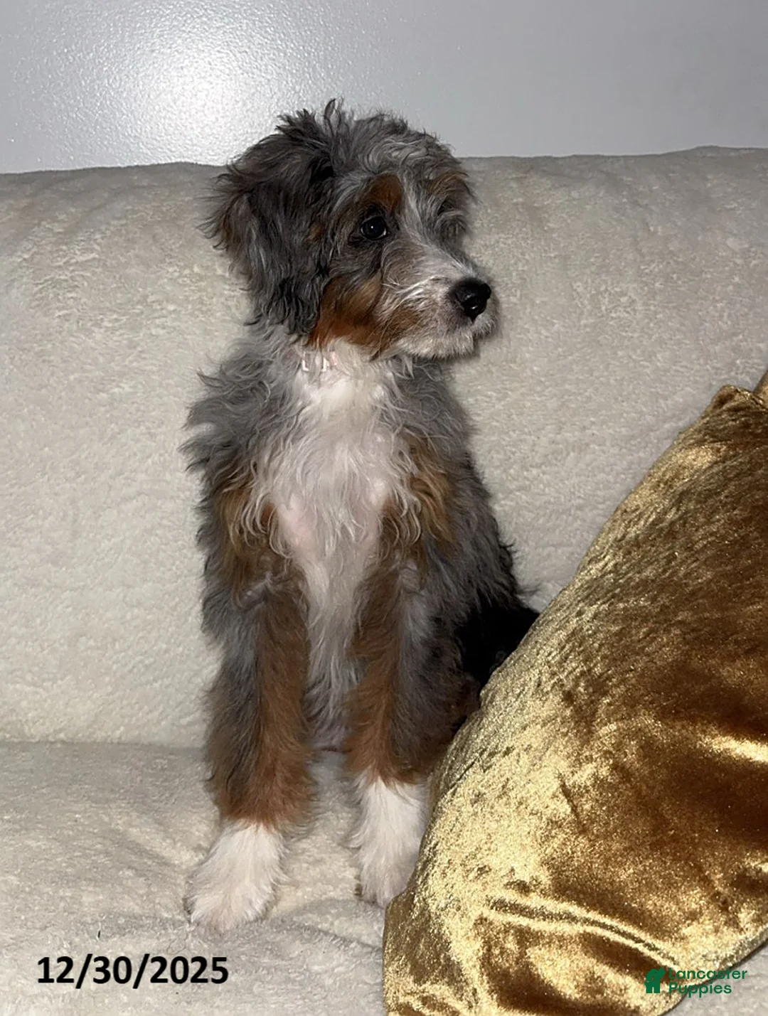 Mini Bernedoodle dogs for sale: Majorie - Ad 9