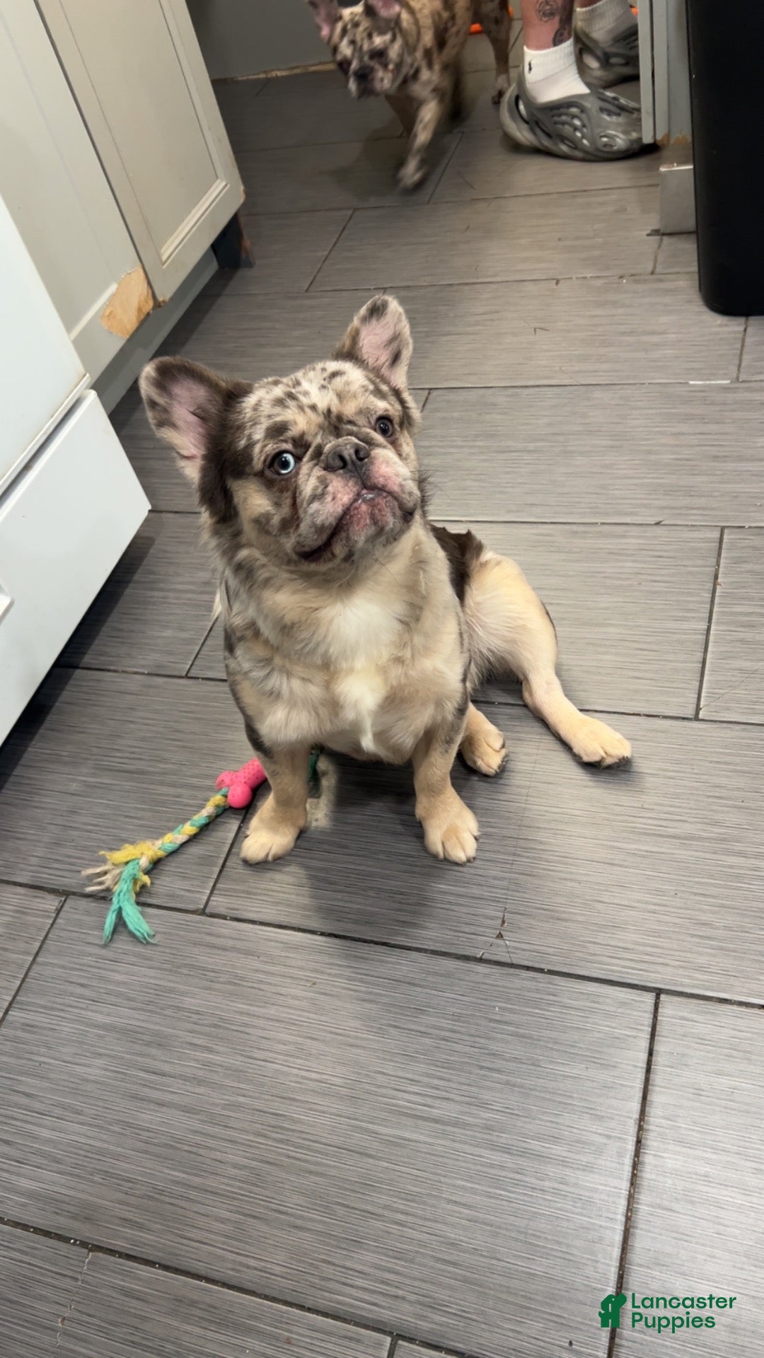 French Bulldog dogs for sale: French Bulldog 1 - Ad 11