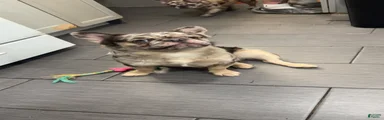French Bulldog 1