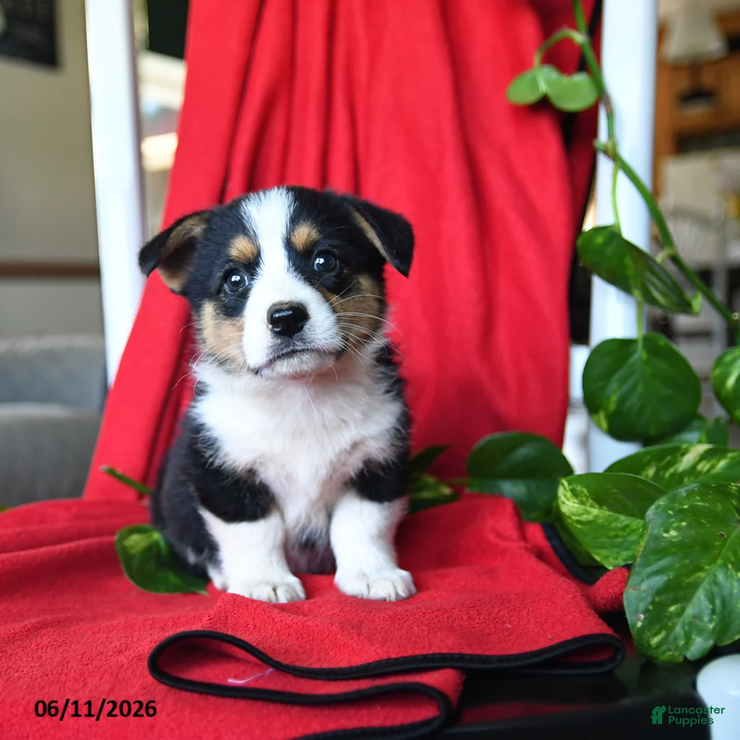 Welsh Corgi Pembroke dogs for sale: Cleo - Ad 1