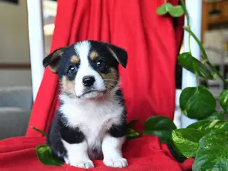 Welsh Corgi Pembroke dogs for sale: Cleo - Ad 3