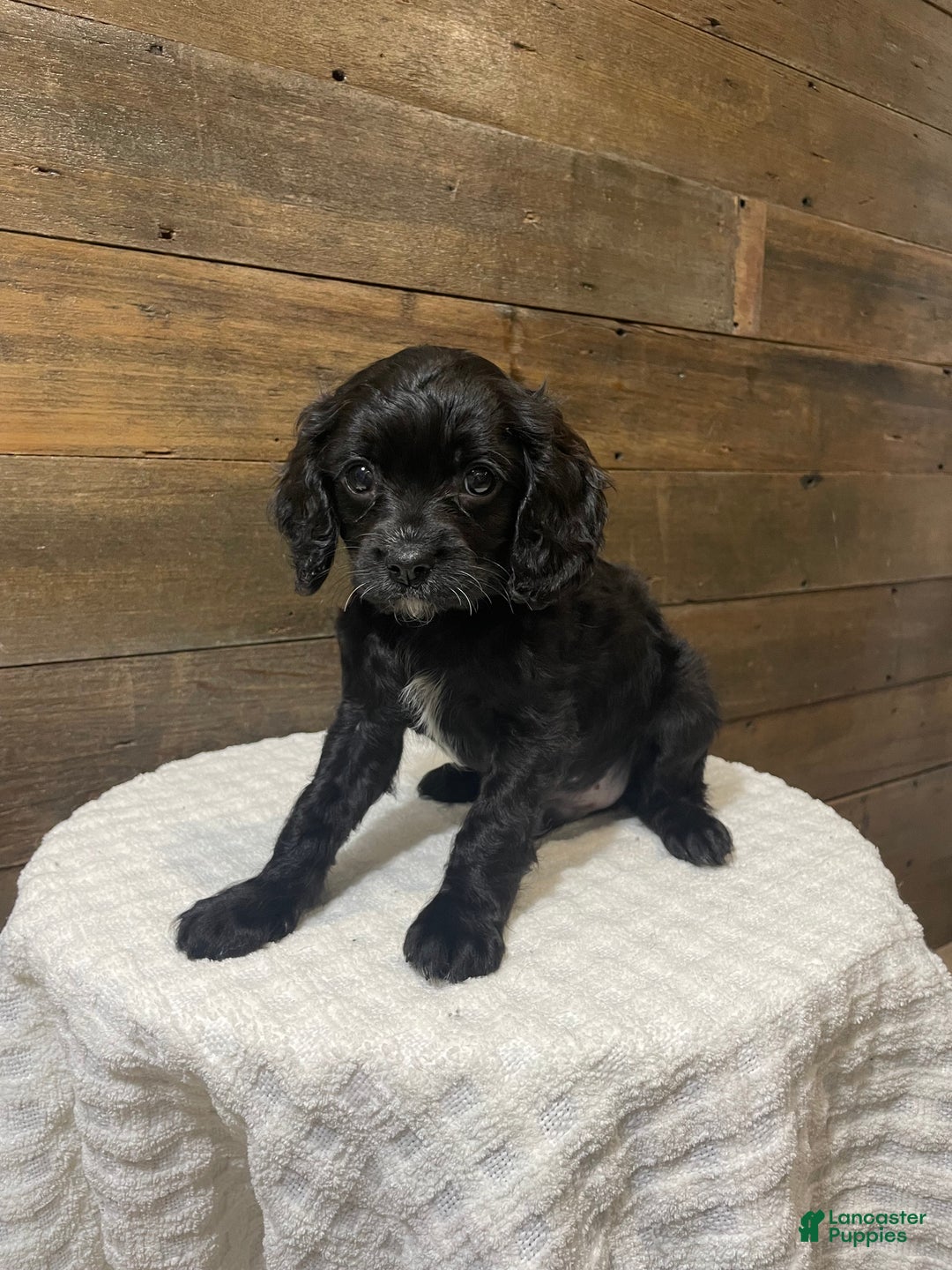 Cavapoo dogs for sale: Shadow - Ad 3