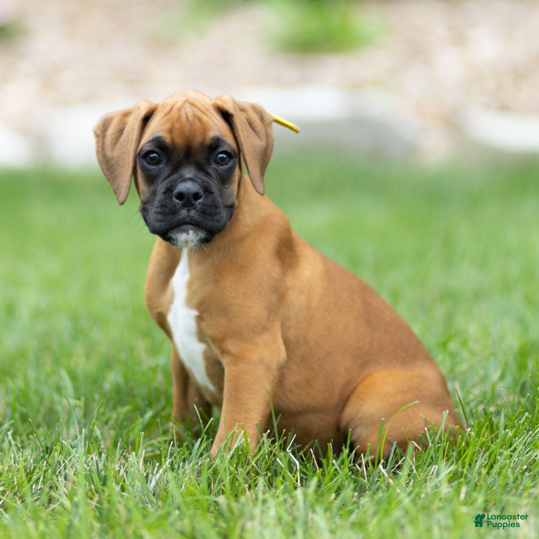 Boxer dogs Ninja Boxer  - Ad 1