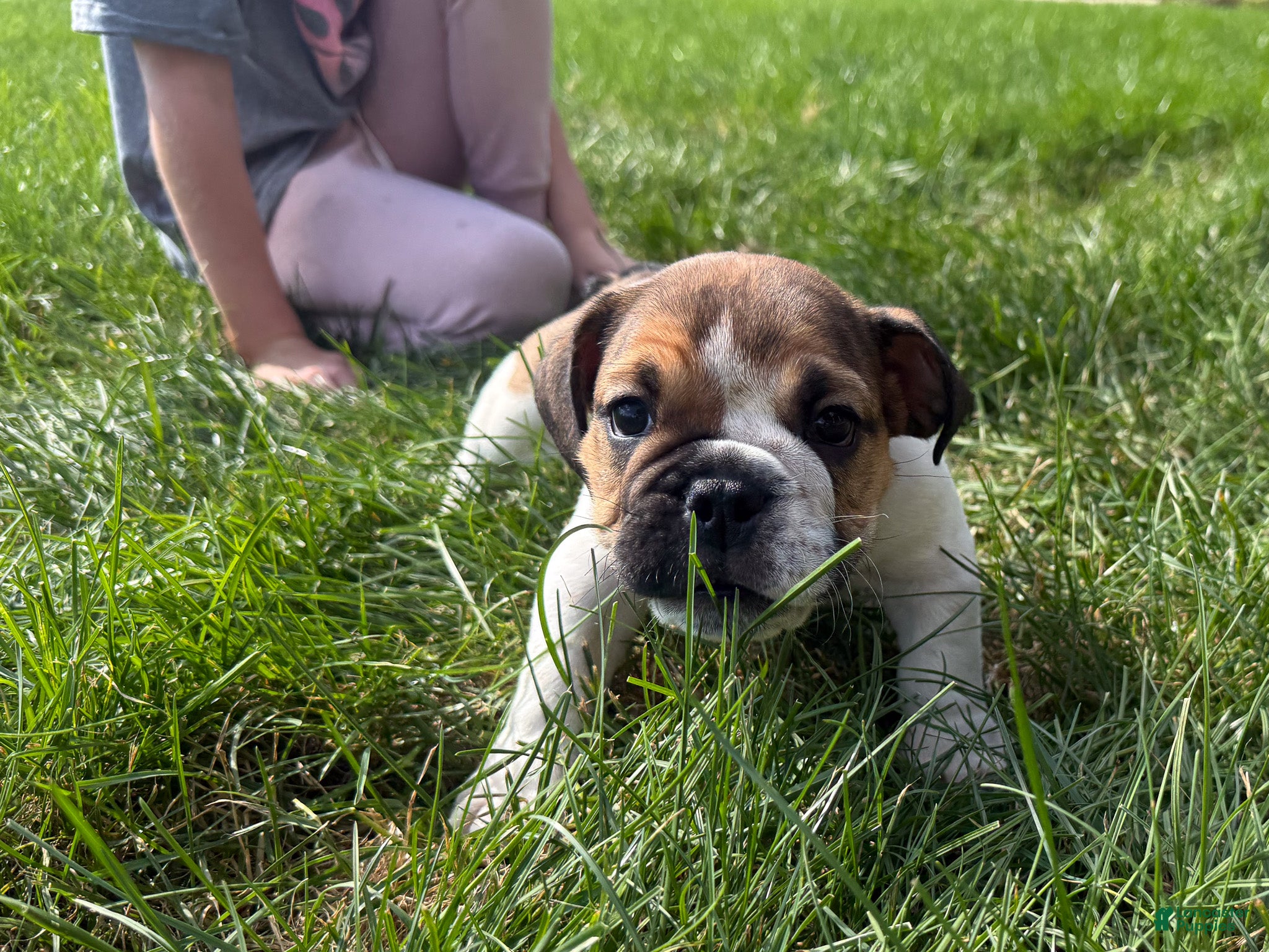 English Bulldog dogs Winston - Ad 1