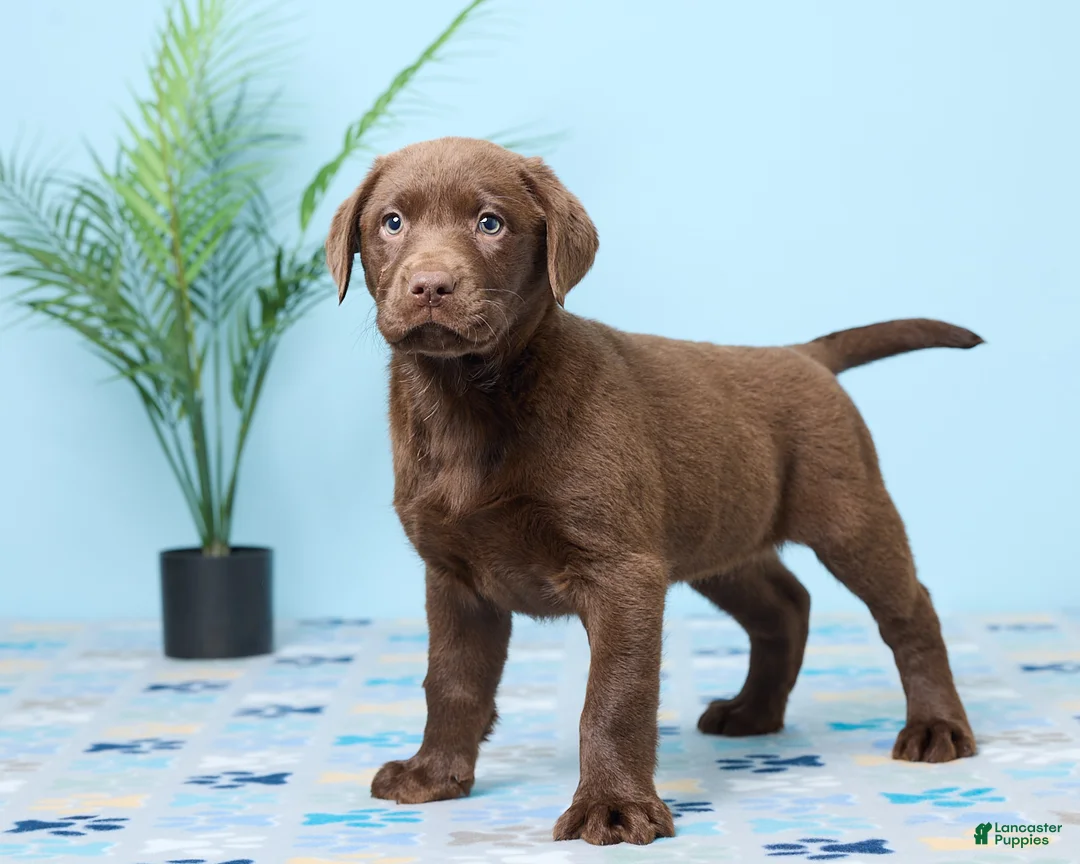 Labrador Retriever dogs for sale: Chloe - Ad 5