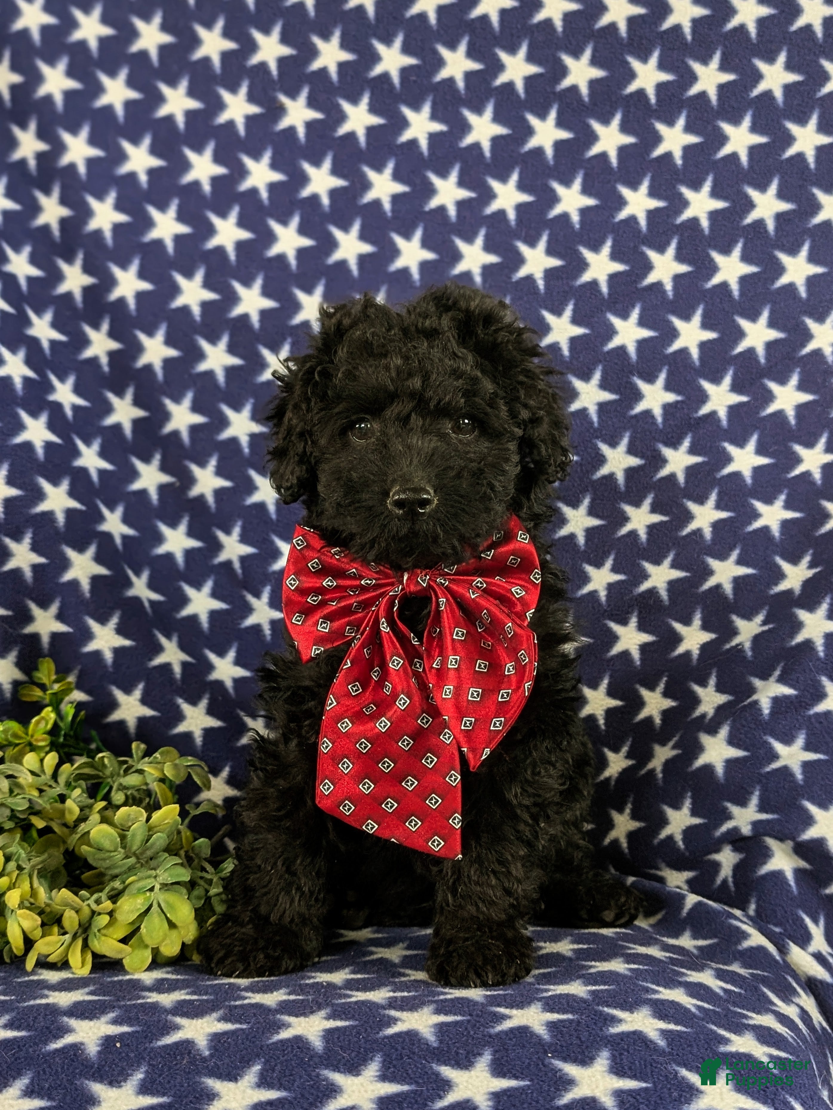 Cockapoo dogs Jarod Hypoallergenic - Ad 1