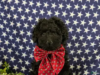 Cockapoo dogs for sale: Jarod Hypoallergenic - Ad 2