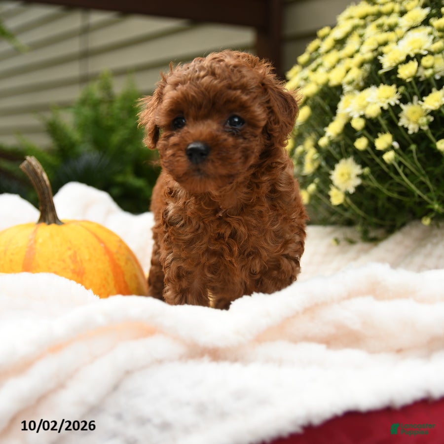 Toy Poodle dogs Flopsy - Ad 2