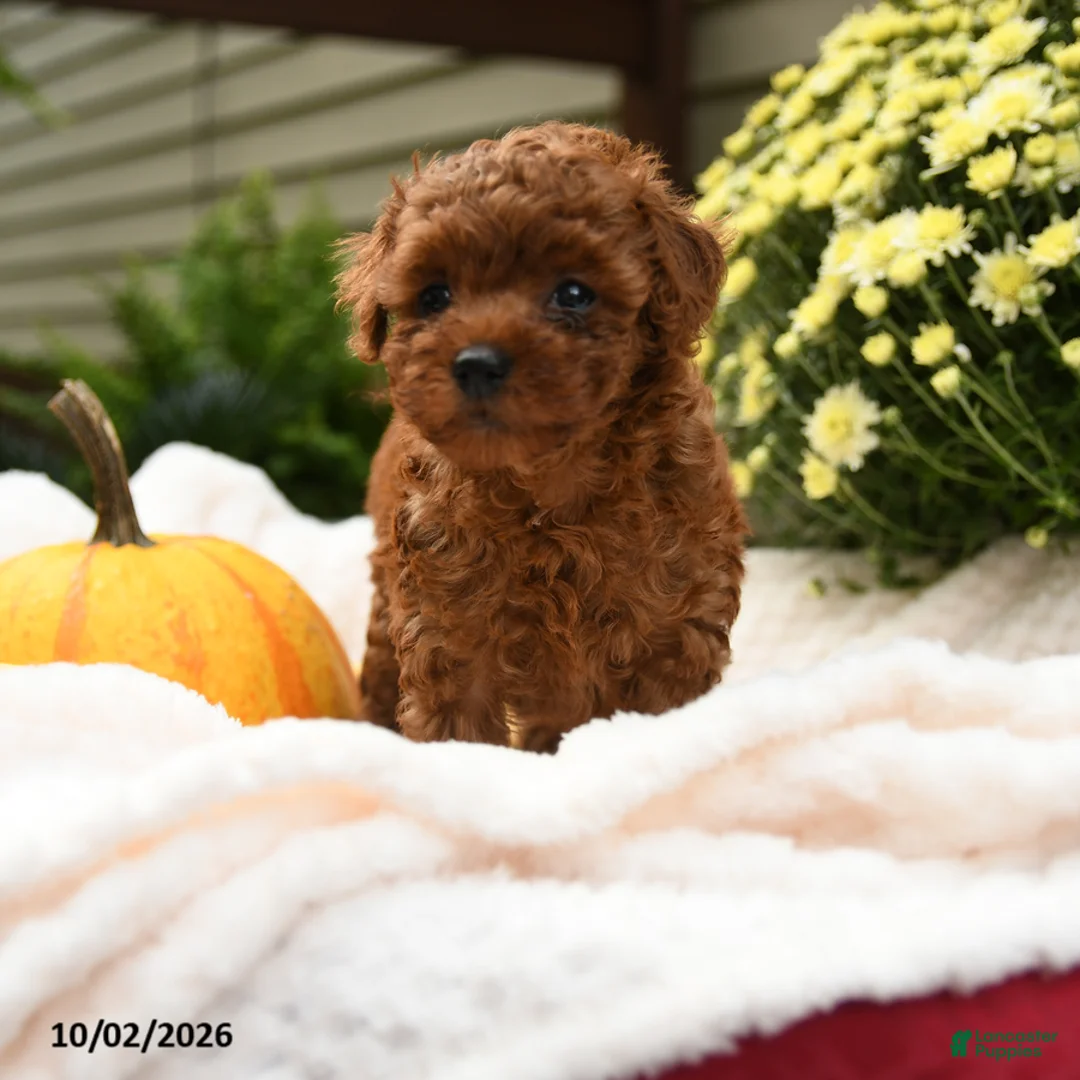 Toy Poodle dogs for sale: Flopsy - Ad 2