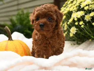 Toy Poodle dogs Flopsy - Ad 2