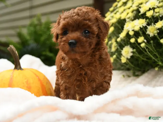 Toy Poodle dogs for sale: Flopsy - Ad 2