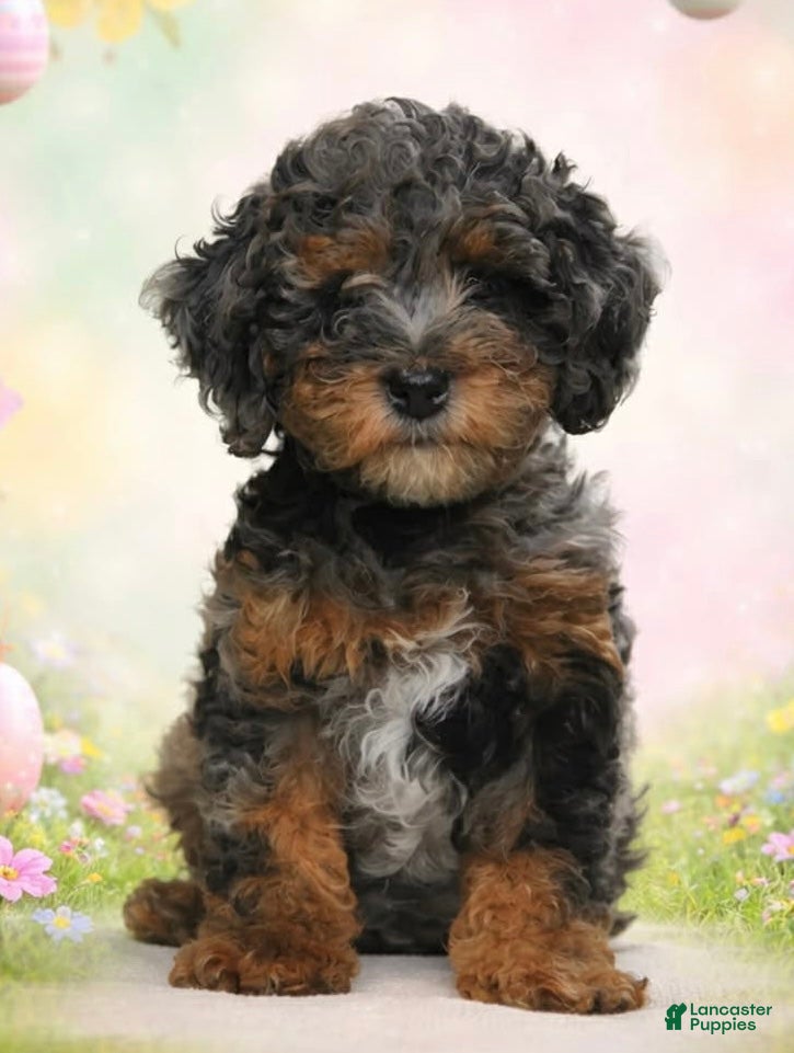 Toy Poodle dogs Toy Poodle Puppy 1 - Ad 3