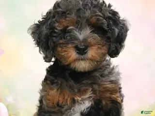 Toy Poodle dogs Toy Poodle Puppy 1 - Ad 3