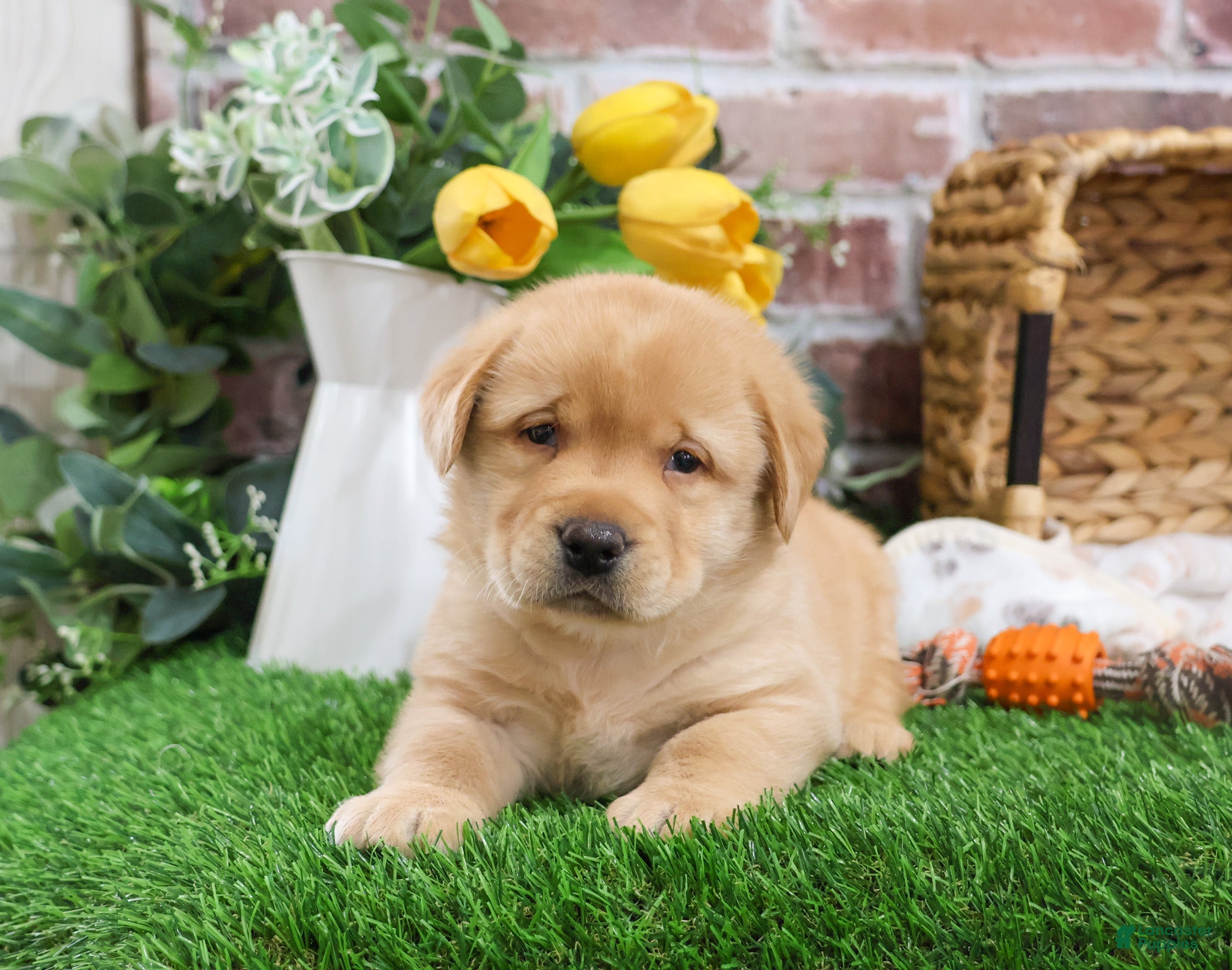 Labrador Retriever dogs Eggo - Ad 31