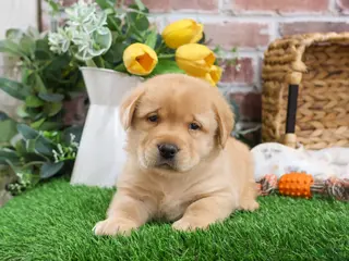 Labrador Retriever dogs Eggo - Ad 31