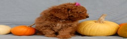 Mini Goldendoodle dogs for sale: Laci - Ad 8