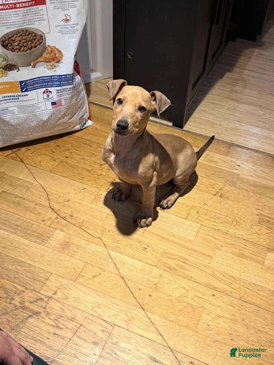 Mixed Breed dogs for sale: Munchkin  - Ad 4