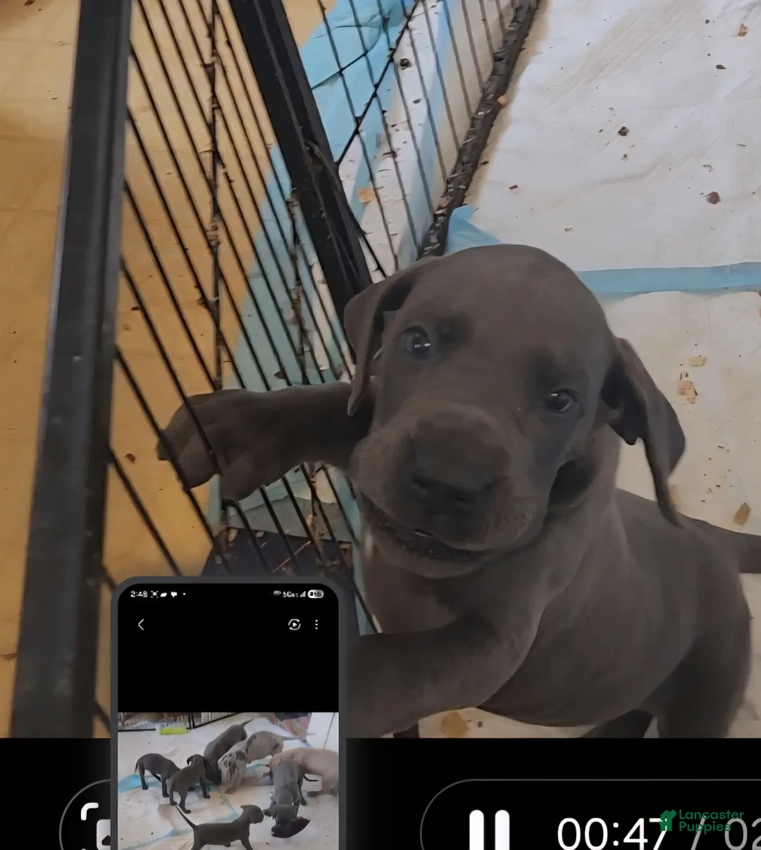 Great Dane dogs for sale: Great Dane Puppy 1 - Ad 9