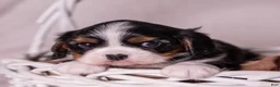 Cavalier King Charles Spaniel dogs for sale: Kudos - Ad 4