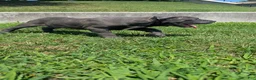 Cane Corso dogs for sale: Mr. Miyagi  - Ad 21