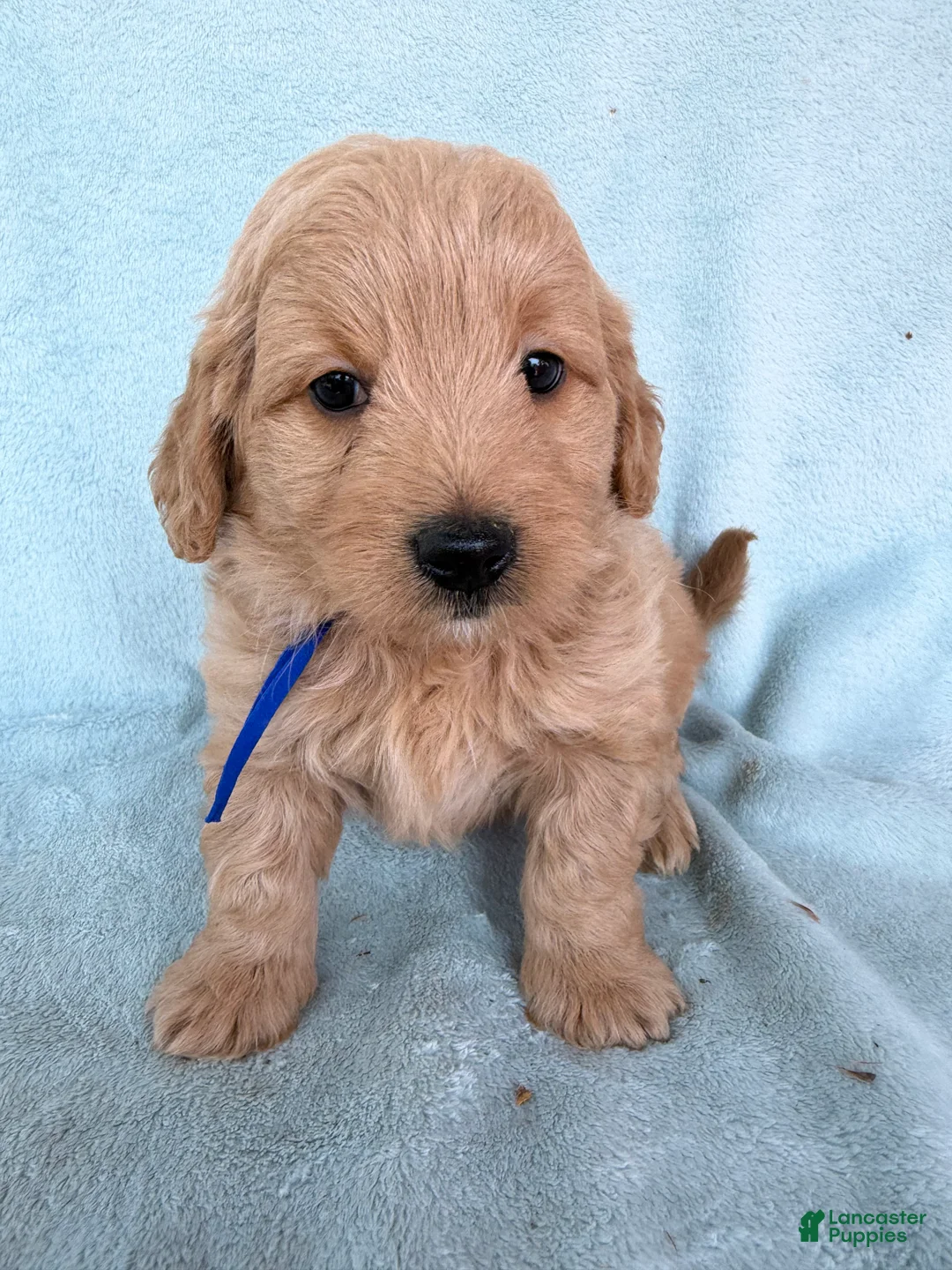 Mini Goldendoodle dogs for sale: Mini Goldendoodle Puppy 2 - Ad 1