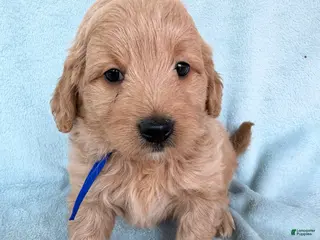 Mini Goldendoodle dogs Mini Goldendoodle Puppy 2 - Ad 39