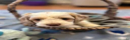 Cockapoo dogs for sale: Buff and white boy/brown nose  - Ad 9