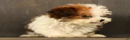 Havapoo dogs for sale: Tucker - available 8/17/26 - Ad 5