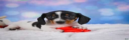 Miniature Dachshund dogs for sale: Coby - Ad 6