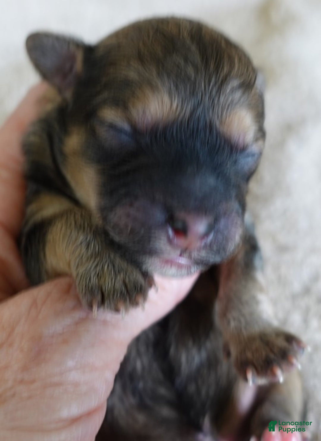 Maltipoo dogs for sale: River - Ad 1